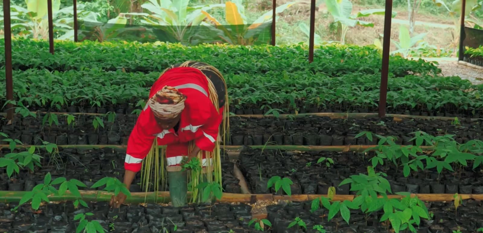 Pilikondi Cocoa Hub - Mayombe